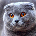 Teemanttikandid t&auml;is Hall kass 5D Teemantmaal Ristpistes Vaigust Teemant Full Round 20x20CM