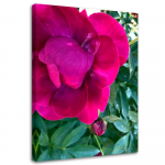 L&otilde;uenditr&uuml;kk Peony Pink Flower 40x60 roosa