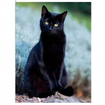 T&auml;is&uuml;mmargune/ruudukujuline 5D isetehtud teemantmaal Elegantne must kass Teemanttikandid Ristpistekomplektid Kodukaunistus K&auml;sitsi valmistatud kingitused Round 20x30cm