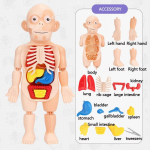 Haridus&otilde;pe DIY M&auml;nguasjad Komplektid Keha Organ Meditsiinilised &Otilde;ppevahendid 3D Pusle Inimkeha Anatoomia Mudelm&auml;nguasi