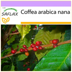 SAFLAX &ndash; k&auml;&auml;buskohv &ndash; 8 seemet &ndash; Coffea arabica nana