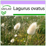 SAFLAX - Bunny Tail Grass - 100 seemet - Lagurus ovatus