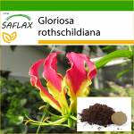 SAFLAX &ndash; Aafrika roniliilia &ndash; 15 seemet &ndash; Potisubstraadiga paremaks kasvatamiseks &ndash; Gloriosa rothschildiana