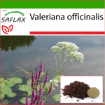 SAFLAX - Harilik palderjan - 200 seemet - Potisubstraadiga paremaks kasvatamiseks - Valeriana officinalis