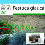 SAFLAX - Kingikomplekt - Blue Mountain Grass - 50 seemet - Koos kinkekarbi, kaardi, etiketi ja potisubstraadiga - Festuca glauca