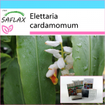 SAFLAX - Kingikomplekt - Kardemon - 20 seemet - Kinkekarbi, kaardi, etiketi ja potisubstraadiga - Elettaria cardamomum