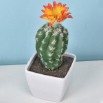 1 tk mini potitaim v&otilde;ltstaimed plastist kaktus kodukaunistus kunstlill ilma potita realistlik