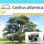 SAFLAX &ndash; Kingikomplekt &ndash; P&otilde;hja-Aafrika Atlase seeder &ndash; 20 seemet &ndash; Koos kinkekarbi, kaardi, etiketi ja potisubstraadiga &ndash; Cedrus atlantica