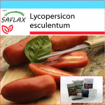 SAFLAX &ndash; kinkekomplekt &ndash; Tomat &ndash; San Marzano &ndash; 10 seemet &ndash; Koos kinkekarbi, kaardi, etiketi ja potisubstraadiga &ndash; Lycopersicon esculentum