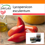 SAFLAX - Aed kotis - Tomat - Cornue des Andes - 10 seemet - Substraadiga sobivas p&uuml;stises kotis - Lycopersicon esculentum
