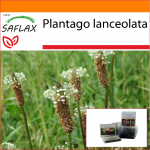 SAFLAX - Aed kotis - Inglise jahubanaan - 100 seemet - Substraadiga sobivas p&uuml;stijas kotis - Plantago lanceolata