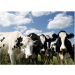 5D Teemantl&uuml;psmine Lehm Loomad Maalid Ristpistes Kodukaunistus T&auml;ielikult puuritud pildid 20X30CM