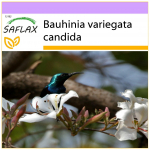 SAFLAX &ndash; valge orhideepuu &ndash; 5 seemet &ndash; Bauhinia variegata candida