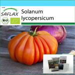 SAFLAX - Kinkekomplekt - Orgaaniline - Tomat - H&auml;rjas&uuml;da - 10 seemet - Koos kinkekarbi, kaardi, etiketi ja potisubstraadiga - Solanum lycopersicum