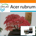 SAFLAX - Aed kotis - Bonsai - Punane vaher - 20 seemet - Substraadiga sobivas p&uuml;stijas kotis - Acer rubrum