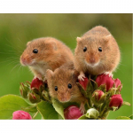 5D DIY Teemantmaal Kolm hiirt Ristpistes Kit Mosaiik Teemanttikandid Roos T&auml;isringi/ruudukujuline puur Kodukaunistus Round 20x30cm