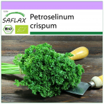 SAFLAX &ndash; orgaaniline &ndash; sambla k&auml;harpetersell &ndash; 800 seemet &ndash; Petroselinum crispum