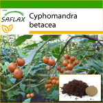 SAFLAX - Tamarillo - 50 seemet - Potisubstraadiga paremaks kasvatamiseks - Cyphomandra betacea