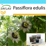 SAFLAX - Kingikomplekt - Purpurne granadill - 40 seemet - Koos kinkekarbi, kaardi, etiketi ja potisubstraadiga - Passiflora edulis