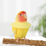 Papagoi hammustusvastane kaelarihma taastav viirpapagoi linnukooke XL