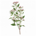 150 Graines de Val&eacute;riane Officinale