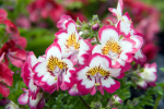 250 Graines de Fleur de Papillon (Schizanthus wisetonensis) - SemiSauvage Permaculture