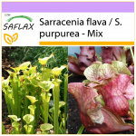 SAFLAX - Kann Plant Mix - 10 seemet - Sarracenia Mix