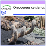 SAFLAX &ndash; Andide vanamees &ndash; 40 seemet &ndash; Oreocereus celsianus
