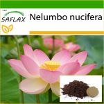 SAFLAX &ndash; P&uuml;ha India lootos &ndash; 8 seemet &ndash; Potisubstraadiga paremaks kasvatamiseks &ndash; Nelumbo nucifera