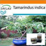 SAFLAX - Aed kotis - Bonsai - Tamarind - 4 seemet - Substraadiga sobivas p&uuml;stijas kotis - Tamarindus indica