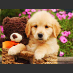 5D DIY Teemantmaali &Otilde;nnelik Koer M&auml;ngib Teemanttikandid Ristpistes Komplekt t&auml;iskivimosaiigist kodukaunistus Round 20x30cm