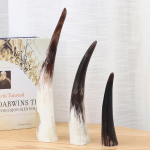 Looduslikud ehtsad sarvekaunistused &Uuml;ksikkollane &uuml;ksik Aafrika sarv 15-20cm