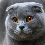 T&auml;ispuur &uuml;mmargune/ruudukujuline teemantmaaling kass 5D DIY teemanttikandid looma mosaiik ristpistes seinakunst k&auml;sitsi valmistatud kingitus Full Square 60x60CM roosa