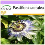 SAFLAX &ndash; kannatuslill &ndash; 25 seemet &ndash; Passiflora caerulea