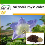 SAFLAX &ndash; Peruu &otilde;un &ndash; 100 seemet &ndash; Potisubstraadiga paremaks kasvatamiseks &ndash; Nicandra physaloides