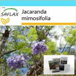 SAFLAX - Kingikomplekt - Jacaranda - 50 seemet - Koos kinkekarbi, kaardi, etiketi ja potisubstraadiga - Jacaranda mimosifolia