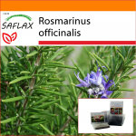 SAFLAX - Aed kotis - Rosmariin - 100 seemet - Substraadiga sobivas p&uuml;stijas kotis - Rosmarinus officinalis