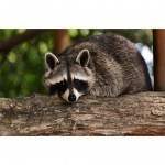 5D DIY teemantmaaling pesukaru rhinestone kunstipilt t&auml;is teemanttikandid looma ristpistes komplekt mosaiik kodukaunistus Full Round 20x30CM