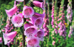1000 Foxglove Seeds - dekoratiivsed lilled - paljundatavad talupojaseemned - SemiWild