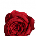 1 tk 1 peaga elutruu kunstlik kunstlik siidist roosi v&otilde;ltslillega pulmadekoratsioon punane