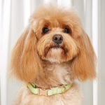 Koera kaelarihm Kompvekkv&auml;rvi Retro Kassi kaelarihm V&auml;ike ja Keskmine Koer Lemmikloom Koera kaelarihm S: