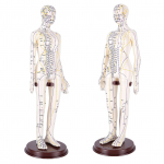 20,5-tolline akupunktuuri mudel T&auml;pne t&auml;iskere inimkeha akupunktuuripunktide mudel alusega P&ouml;&ouml;ratavad k&auml;ed &Otilde;petamiseks &Uuml;li&otilde;pilaste demonstratsioon Valge K&otilde;va