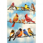 5D DIY Teemantmaalimine Igasugused linnud Tikand Ristpistes Rhinestone Mosaiic Kodukaunistus 20X30CM