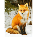 5D Teemantmaaling Fox Animal Teemanttikandid Ristpistes Uus saabumine T&auml;isruudukujuline &uuml;mmargune teemantmosaiikmaal Kodukaunistus Full Square 50X70CM