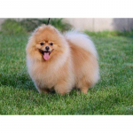 Uus 5D DIY Teemantmaaling Koer Teemanttikandid Loom Ristpistes T&auml;isruudukujuline &uuml;mmargune puur K&auml;sit&ouml;&ouml; Kodukaunistus K&auml;sitsi Kunst Kingitus Full Round 15x20CM