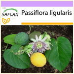 SAFLAX &ndash; Sweet Granadill &ndash; 20 seemet &ndash; Passiflora ligularis