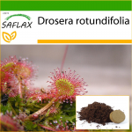 SAFLAX - &Uuml;marlehine p&auml;ikesekaste - 50 seemet - Potisubstraadiga paremaks kasvatamiseks - Drosera rotundifolia