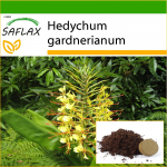 SAFLAX - Punane ingverliilia - 10 seemet - Potisubstraadiga paremaks kasvatamiseks - Hedychum gardnerianum