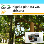 SAFLAX - Kingikomplekt - Vorstipuu - 10 seemet - Kinkekarbi, kaardi, etiketi ja potisubstraadiga - Kigelia pinnata