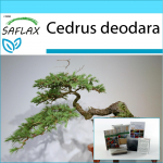 SAFLAX &ndash; kinkekomplekt &ndash; Bonsai &ndash; India seeder &ndash; 35 seemet &ndash; Koos kinkekarbi, kaardi, etiketi ja potisubstraadiga &ndash; Cedrus deodara